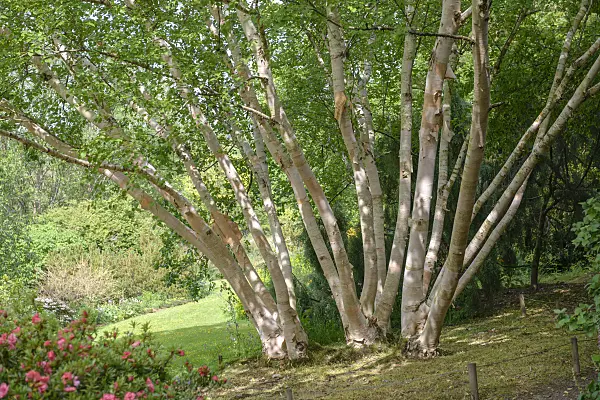 547079 - Erman's birch (Betula ermanii 'Grayswood Hill')