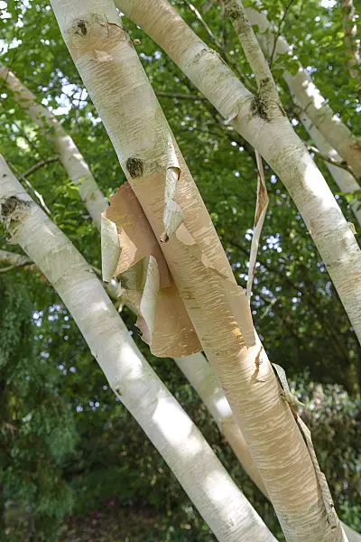 547080 - Erman's birch (Betula ermanii 'Grayswood Hill')