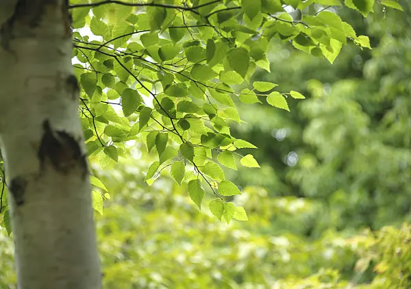 547083 - Erman's birch (Betula ermanii var. japonica)