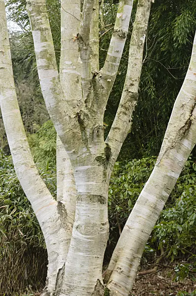 553033 - Erman's birch (Betula ermanii var. subcordata)