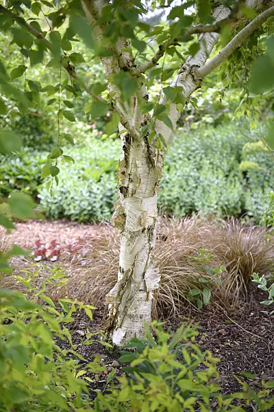 547081 - Erman's birch (Betula ermanii 'Weeping')