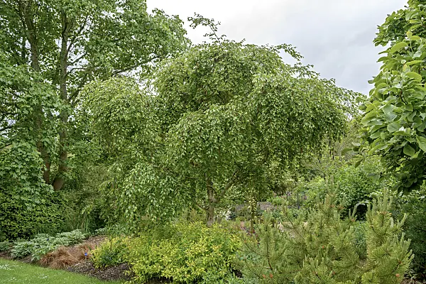 547082 - Erman's birch (Betula ermanii 'Weeping')