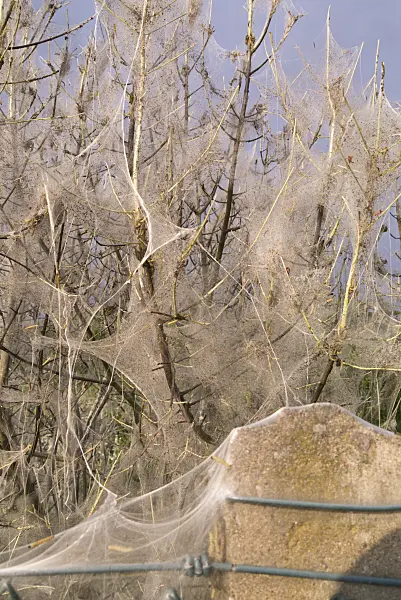 607274 - Ermine moths