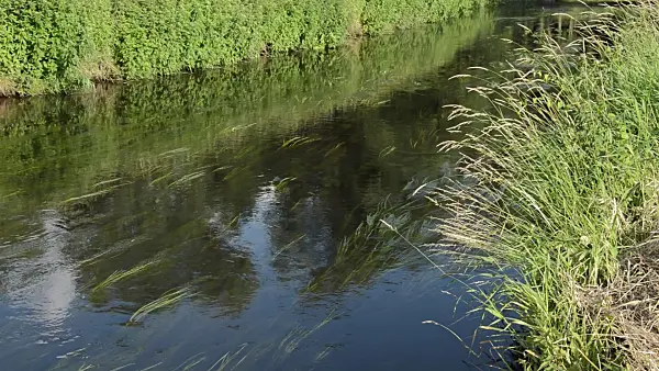 509175 - Erpe Brook, Erpetal Nature Reserve, Germany