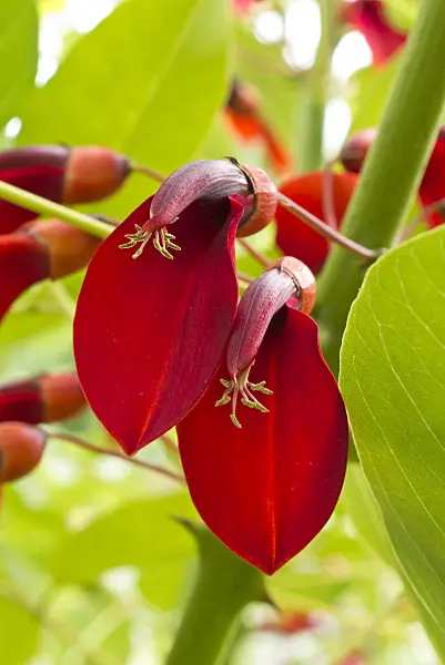 558326 - Érythrine crête-de-coq (Erythrina crista-galli)