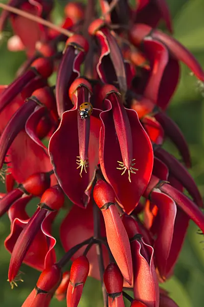 511319 - Érythrine crête-de-coq (Erythrina crista-galli) et coccinelle (Coccinella)