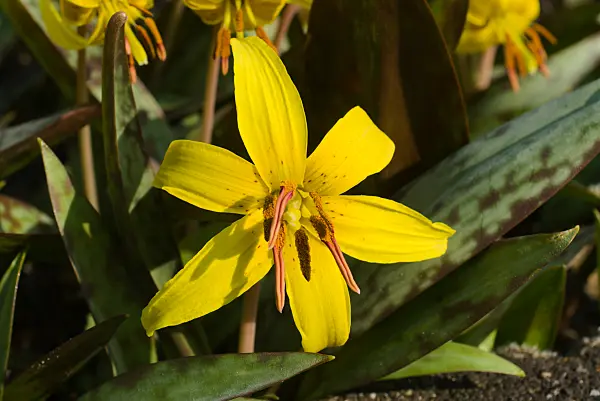 672029 - Érythrone d'Amérique (Erythronium americanum)