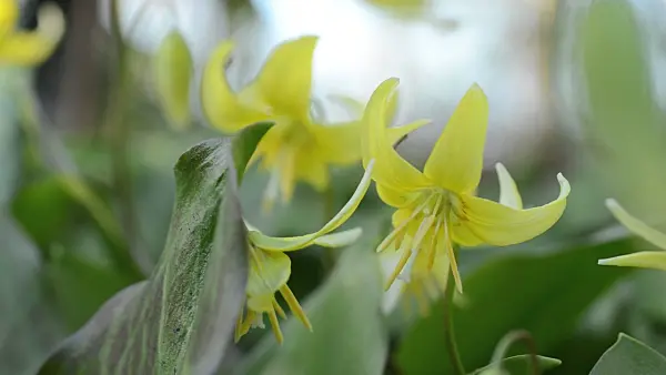 495144 - Érythrone (Erythronium Pagoda)