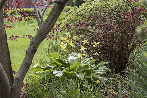 616388 - Érythrone (Erythronium Pagoda)