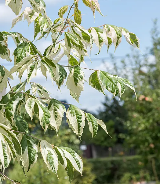 664003 - Eschenahorn (Acer negundo 'Flamingo')