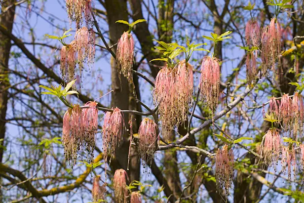 672069 - Eschenahorn (Acer negundo) mit männlichen Blüten