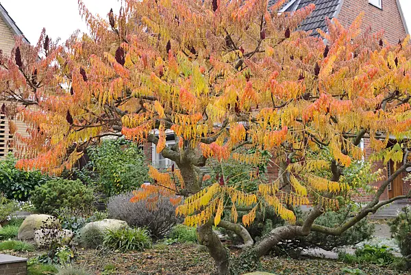 479044 - Essigbaum (Rhus hirta 'Dissectum' syn. Rhus typhina 'Dissectum')