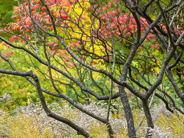 465108 - Essigbaum (Rhus hirta syn. Rhus typhina)