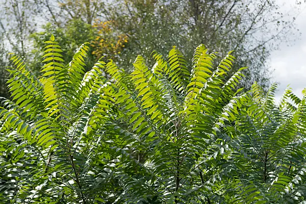 675344 - Essigbaum (Rhus hirta syn. Rhus typhina)