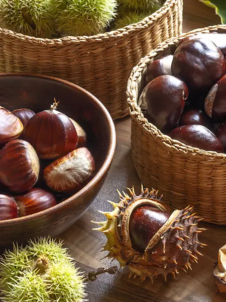 442035 - Esskastanie (Castanea sativa) und Gewöhnliche Rosskastanie (Aesculus hippocastanum)