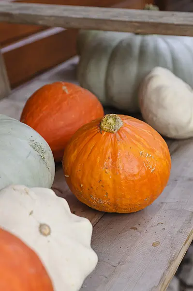 488096 - Étagère avec des courges