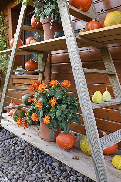 477030 - Étagère avec des dahlias et des courges