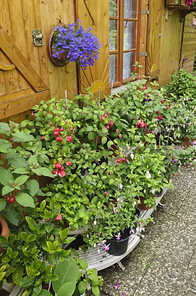 473201 - Etagere with fuchsias besides a garden house