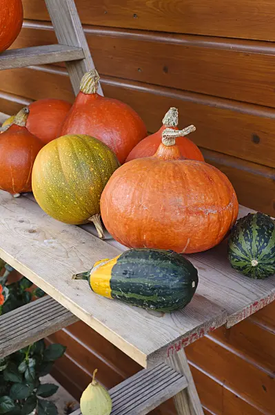 477031 - Etagere with pumpkins