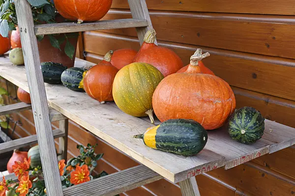 477032 - Etagere with pumpkins
