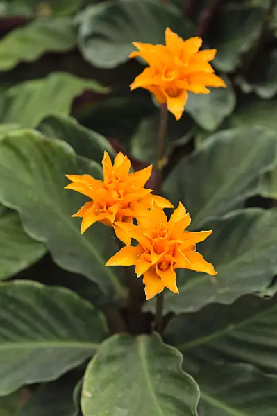 484096 - Eternal flame (Calathea crocata)