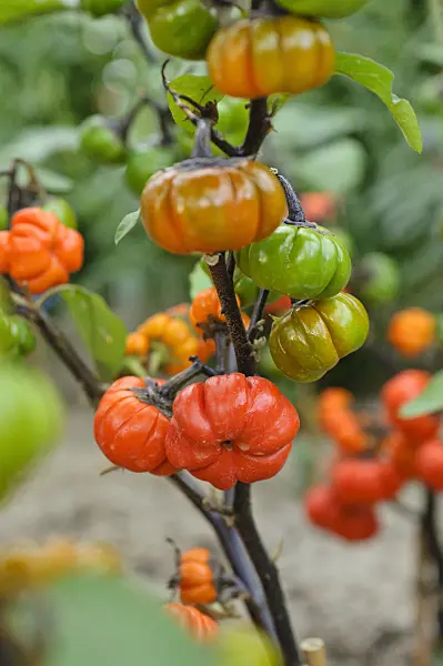 477079 - Ethiopian eggplant (Solanum aethiopicum)