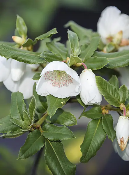 535271 - Eucryphia x nymansensis 'Nymansay'