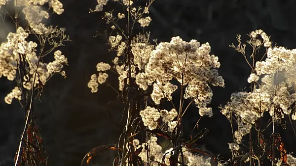 514036 - Eupatoire maculée (Eupatorium maculatum syn. Eutrochium maculatum)