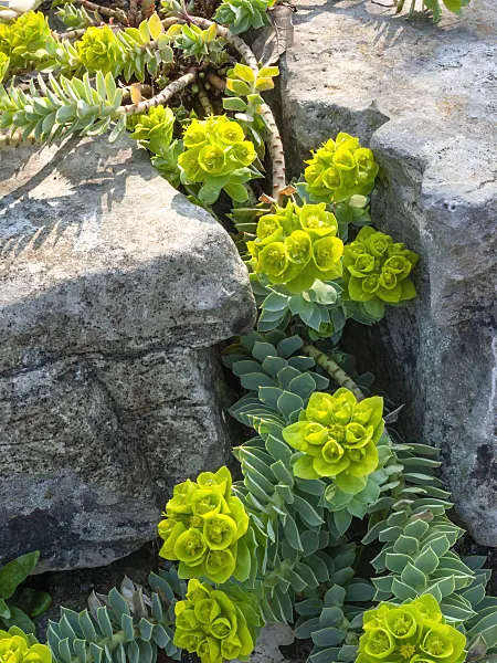 412015 - Euphorbe de Corse (Euphorbia myrsinites)