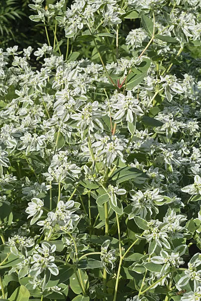 595008 - Euphorbe panachée (Euphorbia marginata)