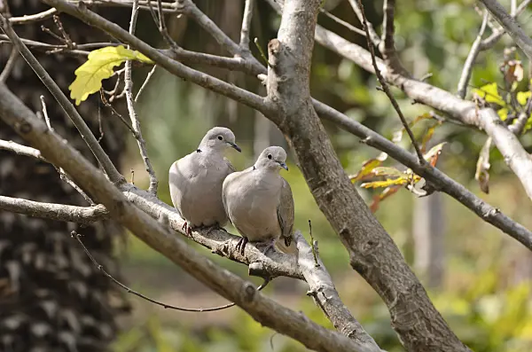 564142 - Eurasian collared dove (Streptopelia decaocto)