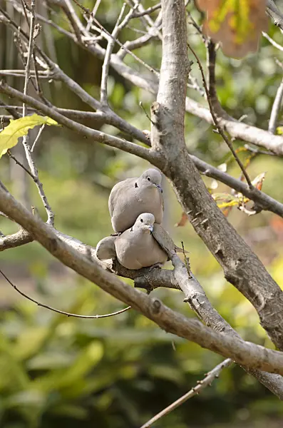 564143 - Eurasian collared dove (Streptopelia decaocto)