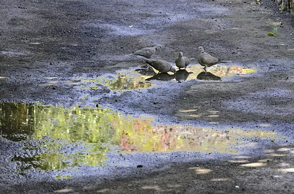 564031 - Eurasian collared dove (Streptopelia decaocto) and Eurasian collared doves (Streptopelia decaocto) in a reflecting puddle in sunlight
