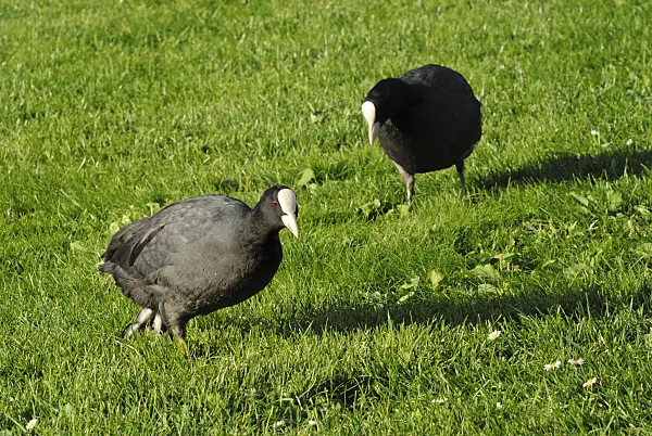 524107 - Eurasian coot (Fulica atra)