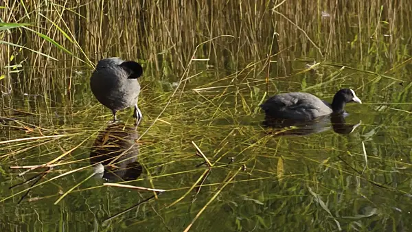 499091 - Eurasian coots (Fulica atra) grooming themselves