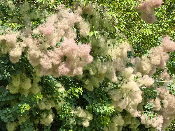 439265 - Eurasian smoke tree (Cotinus coggygria)