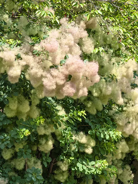 439266 - Eurasian smoke tree (Cotinus coggygria)
