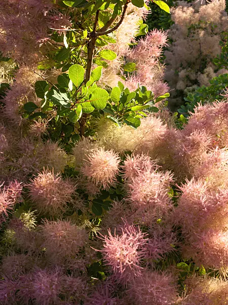 461147 - Eurasian smoke tree (Cotinus coggygria)