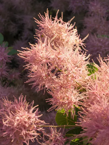 461148 - Eurasian smoke tree (Cotinus coggygria)