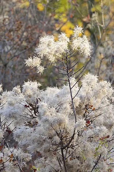 466057 - Eurasian smoke tree (Cotinus coggygria)