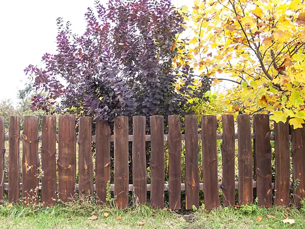 513100 - Eurasian smoke tree (Cotinus coggygria) and American tulip tree (Liriodendron tulipifera) at a wooden fence
