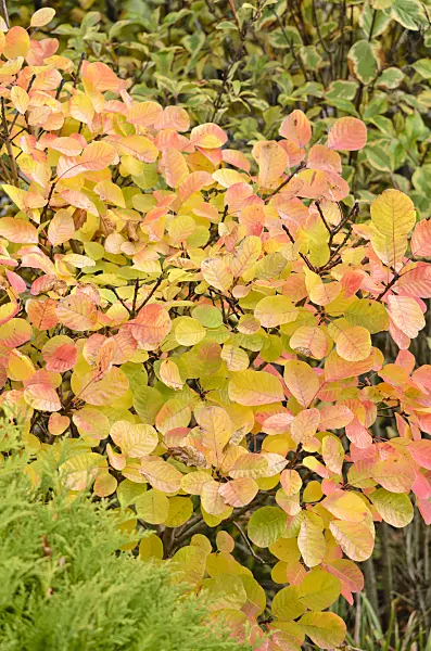 525330 - Eurasian smoke tree (Cotinus coggygria 'Golden Spirit')