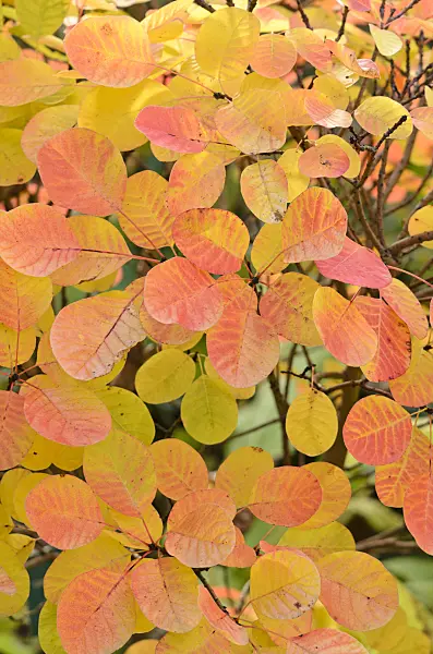 525331 - Eurasian smoke tree (Cotinus coggygria 'Golden Spirit')