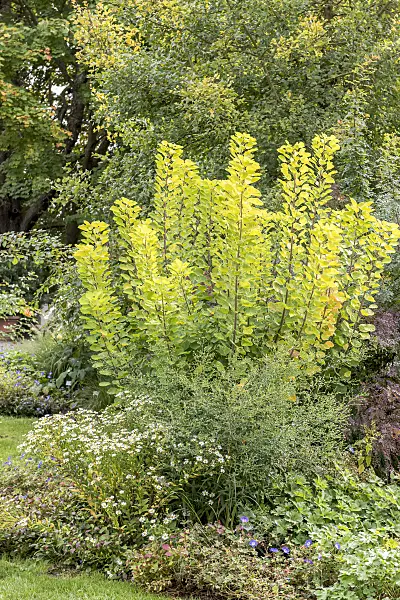 635029 - Eurasian smoke tree (Cotinus coggygria 'Golden Spirit')