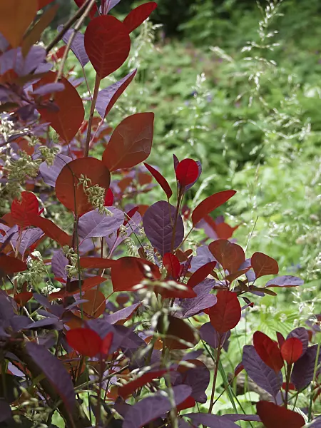 454020 - Eurasian smoke tree (Cotinus coggygria 'Royal Purple')