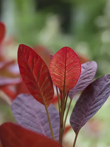 454021 - Eurasian smoke tree (Cotinus coggygria 'Royal Purple')