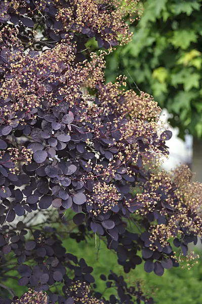 517167 - Eurasian smoke tree (Cotinus coggygria 'Royal Purple')