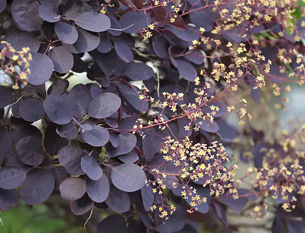 517168 - Eurasian smoke tree (Cotinus coggygria 'Royal Purple')
