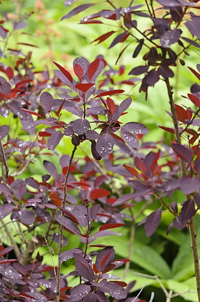 520416 - Eurasian smoke tree (Cotinus coggygria 'Royal Purple')
