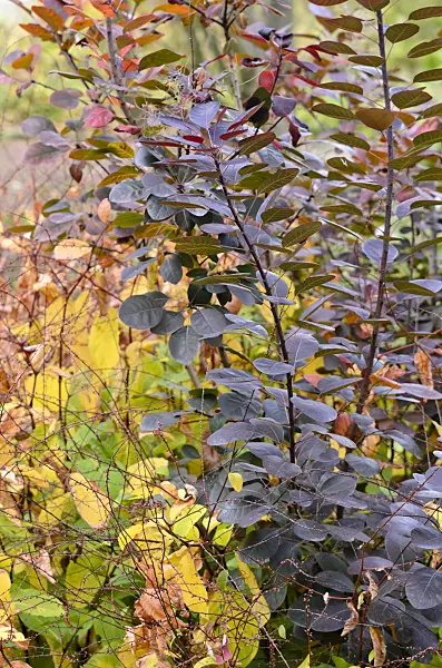 525270 - Eurasian smoke tree (Cotinus coggygria 'Royal Purple')